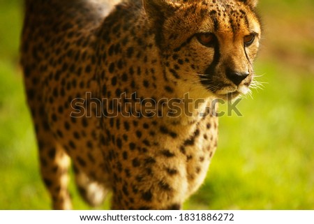 A cheetah pictured from the front, showing its face and spotted body contrasting against a green grassy background