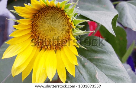 Sunflowers look beautiful in the garden
