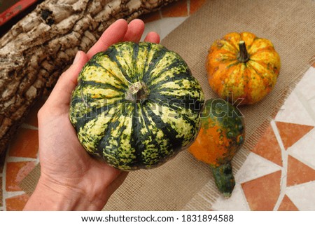 First  person shots of Autumn still life with small pumpkins. Decorations for the home in the style of autumn. small pumpkin in hand.