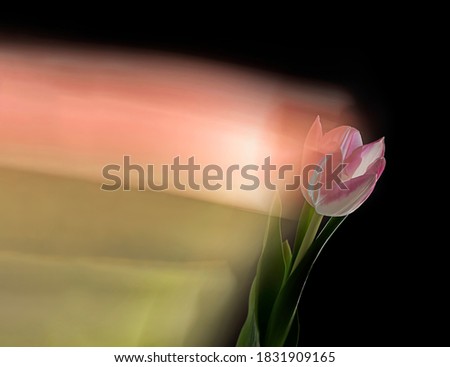 Pink tulip, abstract flower photography, long shutter speed. Selective focus