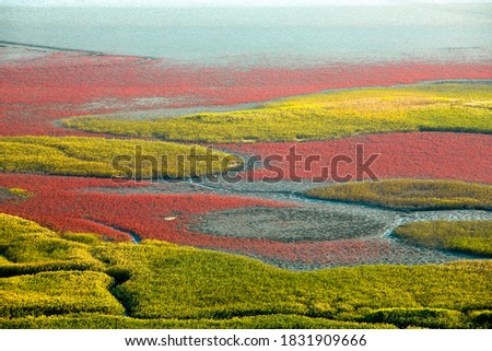 Aerial view of red color East Asian Seepweed on wetland of Suncheonman Bay near Waon Beach, Suncheon-si, South Korea
 Royalty-Free Stock Photo #1831909666