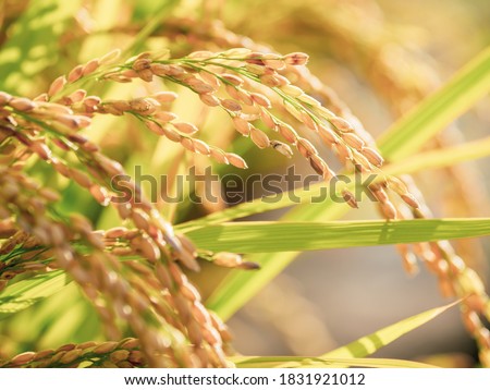 Ears of Rice Plants in Autumn or Fall Agriculture and Harvest Image Royalty-Free Stock Photo #1831921012