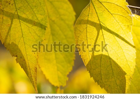 View of tree branches with autumn leaves in park. Autumn colors of foliage in nature at sunlight. Selective focus.