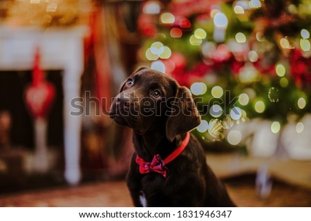 Portrait of young brown Labrador retriever puppy in red tie posing against Christmas background.