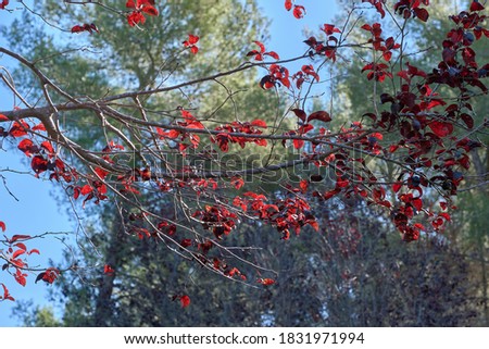 reflection of red colors of some branches in a tree