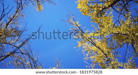 blue sky with fall leaves