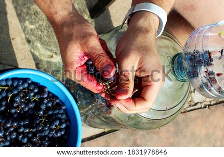 close-up red wine mash in the hands of a wine maker near special wine bottle and harvest of grapes  to do homemade wine Royalty-Free Stock Photo #1831978846