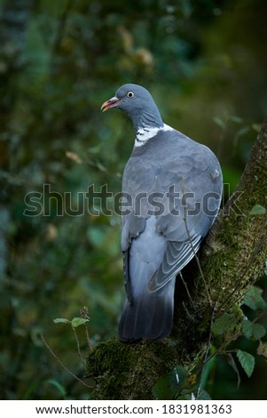Wood pigeon portrait in Scottish woodland