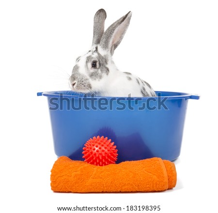 Wash the rabbit on white background in studio