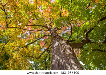 Old Sugar Maple (Acer saccharum) in autumn Royalty-Free Stock Photo #1831986100