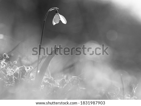 Spring flowers - snowdrops (Galanthus nivalis) blooming in a beautiful sunny day . Black and white photography