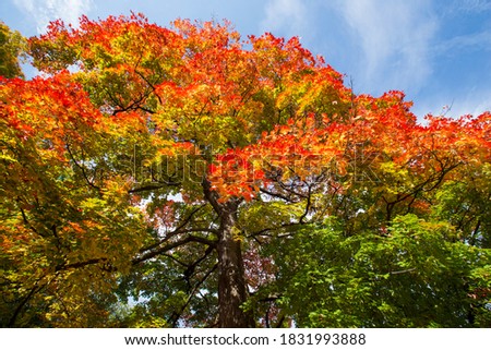 Old Sugar Maple (Acer saccharum) in autumn Royalty-Free Stock Photo #1831993888
