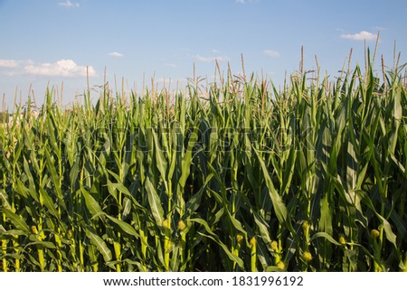Eco-farming or alternative renewable bio energy production:Cornfield with maturing corn-base for food as cooking oil or raw material for fuel,electricity or bio based synthetic materials and textiles  Royalty-Free Stock Photo #1831996192