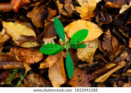 A young plant that grows among the dead leaves in a forest in autumn.