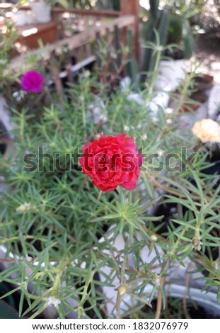 Red flowers bloom in the garden during the day. Great for florists, backgrounds and more.