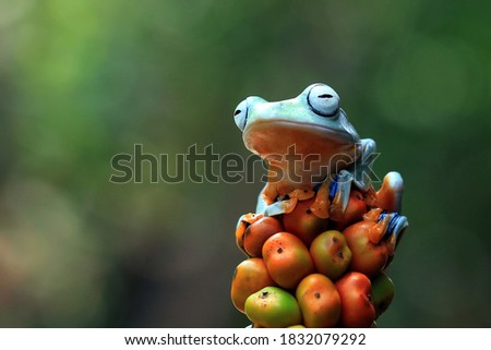 Javan tree frog front view on orange fruit, Flying frog sitting on fruit, rachophorus reinwardtii