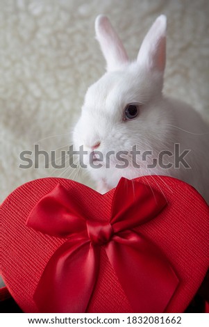 image of baby rabbit box 