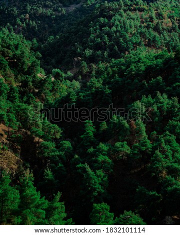 Dark green forest in summer