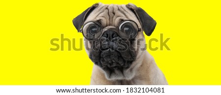 sad pug dog wearing glasses and looking to side on yellow background