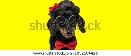 adorable teckel dachshund dog wearing bowtie, glasses and hat on yellow background