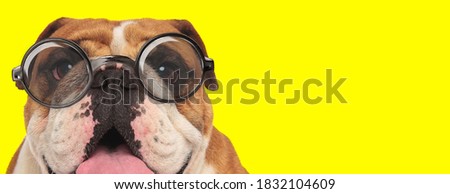 curious english bulldog puppy wearing glasses, panting and sticking out tongue on yellow background