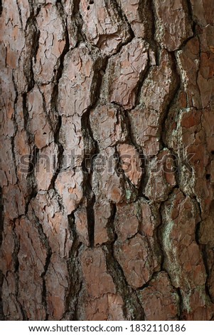 Close Up of the cracked bark of a Loblolly Pine Tree Trunk Royalty-Free Stock Photo #1832110186