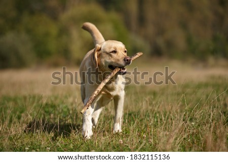 labrador retriever dog walking outdoor in summer play with stick Royalty-Free Stock Photo #1832115136
