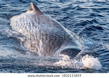 Sperm Whale diving at sunset in mediterranean sea