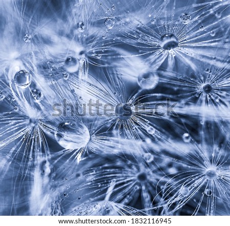 Close-up of dandelion seeds in water droplets in blue shades. Wallpaper, selective focus, poster design, background