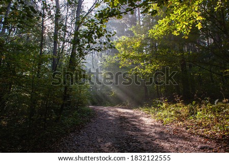 Picture of a morning autumn forest with sunbeams through a light fog, sunlit tree leaves and a forest road.