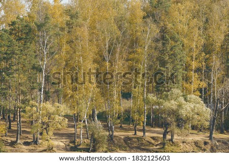 Autumn colorful landscape. Yellow colors, sunny, fresh air. Mixed forest photography. Concept of the beauty in nature. Golden October in Russian country in daytime. Telephoto lens