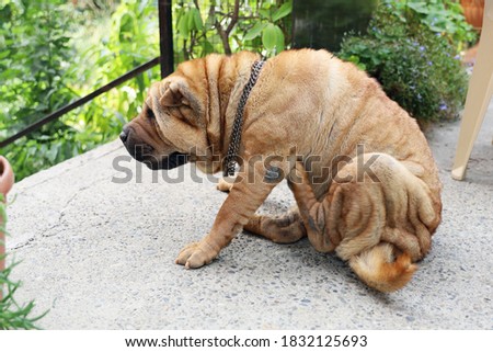 Older sharpei dog sits in the courtyard by the garden and scratches himself with his hind paw and is numb with pleasure