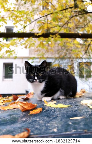 Black cat with white breast. Autumn leaves. Vertical composition