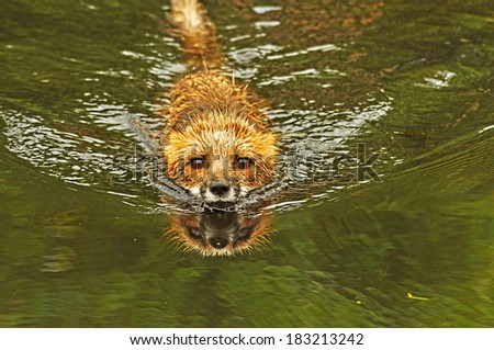 A young Red Fox swims toward the camera showing his reflection.