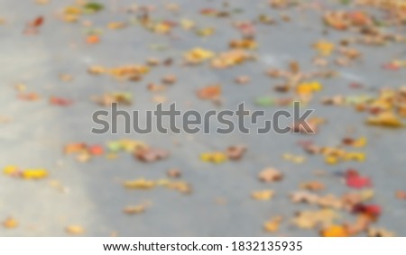 Blurred background yellow leaves on gray asphalt, background of fallen leaves