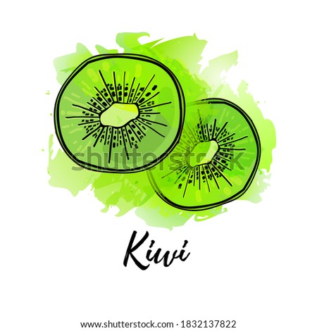 illustration of kiwi fruit. Vector watercolor splash background. Graphics for cocktails, fresh juice design. Natural organic food label