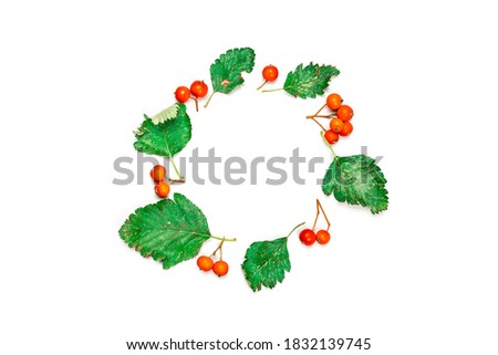 Leaf autumn. Green dried leaves, orange fruits Rowans in shape frame isolated on white background. Template fall harvest thanksgiving halloween anniversary invitation cards.