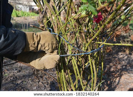 A gardener in protective gloves is tying up a hardy shrub roses with a wire or twine to prepare roses for winterizing by wrapping the canes in burlap, straw and fallen leaves. Royalty-Free Stock Photo #1832140264