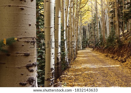 Inner basin trail fall aspen trees Royalty-Free Stock Photo #1832143633