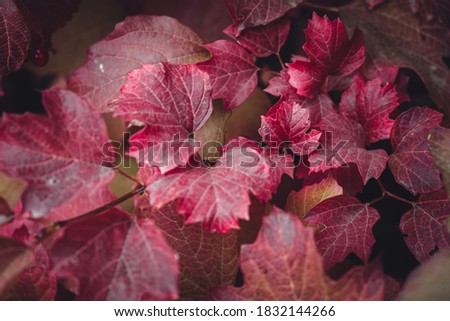 background from red leaves. different shades of red. autumn foliage. predominant red.