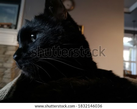 Cute and lazy black cat