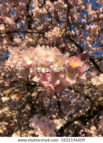 Pink sherry blossoms in spring