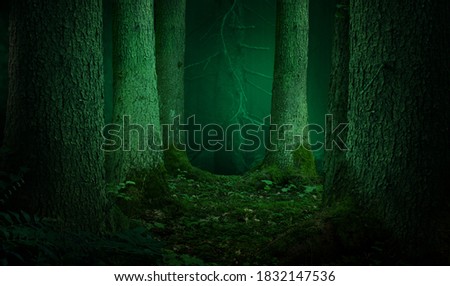 Forest landscape with thick fir trees trunks. Moss and lichen, shadow and soft light