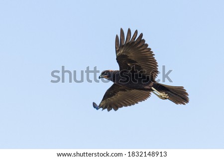 Western marsh harrier in flight, in midday