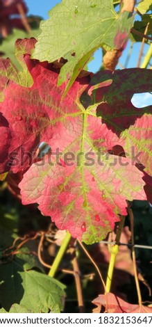 beautifully colored grapevine leaves in autumn