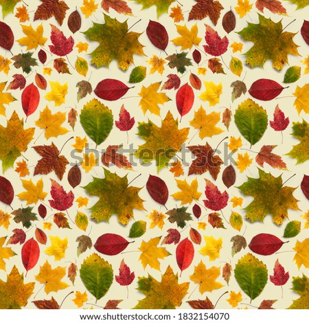 Pattern of colored autumn leaves of different types on a beige background.