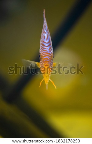 Discus Fish or Pompadour Fish or Symphysodon Fish  swimming underwater, blur 