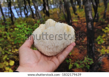 Lion's Mane mushroom on oak tree in the autumn forest. ( Hericium erinaceus )         Royalty-Free Stock Photo #1832179639