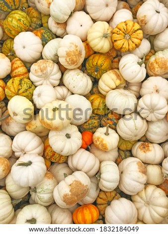 Background image showing several kinds of white pumpkins of fall season with selective focus