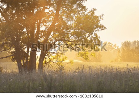 Picturesque panoramic scenery of the blooming field with a lonely mighty tree at sunset. Forest in the background. Clear sky, warm sunlight, sunbeams. Early autumn. Seasons, nature, ecology